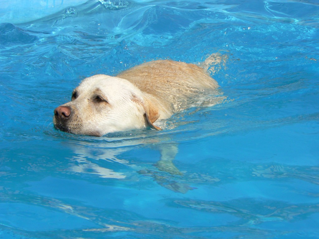 Pet water. Собака плавает. Собака плывет. Бассейн для собак. Лабрадор плывет.